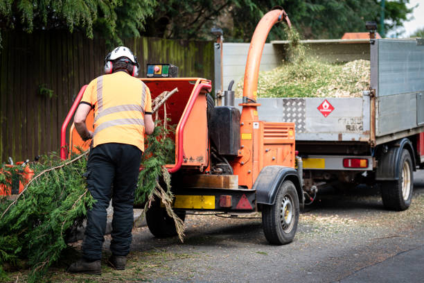 Best Stump Grinding Near Me  in USA